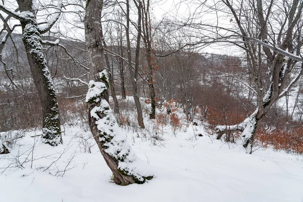 Forêt de montagne d'hiver, arbres nus couverts de neige — Photo