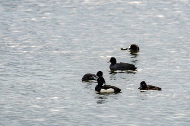 Suda daha büyük bir acı var Marila.