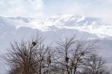 Çıplak ağaçta Avrupa ökseotu