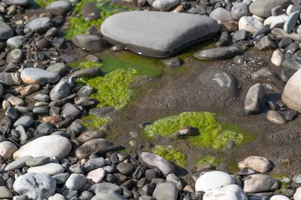 Algues Vertes Dans Ruisseau — Photo
