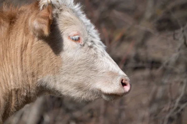 Cow Head Close Portrait Stock Photo