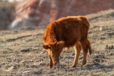 Dağın yamacında kahverengi, sıska bir buzağı