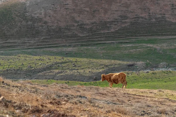 Vaca Flaca Marrón Una Ladera Montaña —  Fotos de Stock