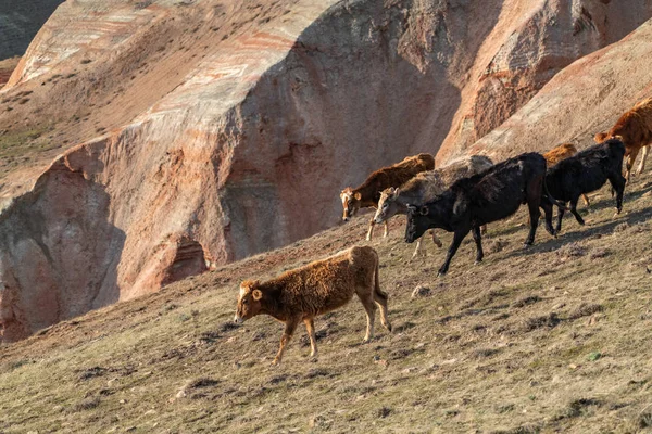 Manada Vacas Flacas Una Ladera Montaña —  Fotos de Stock