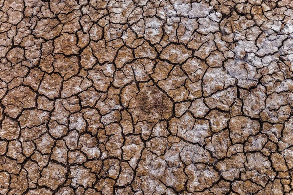 Suelo Seco Con Cristales Sal — Foto de Stock