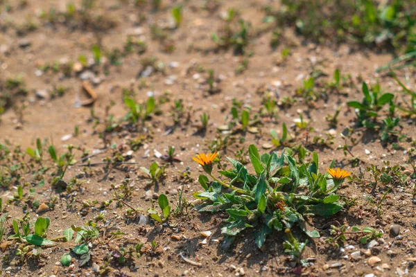 Premières Fleurs Printanières Dans Désert — Photo