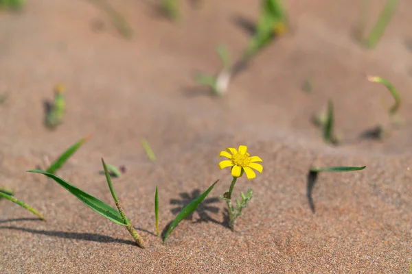 Survivant Fleur Jaune Dans Désert Chaud — Photo