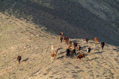 Arkadaki dağlarda sığır sürüsü