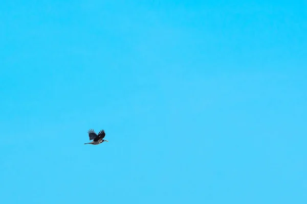 Cuervo Vuelo Con Presa — Foto de Stock