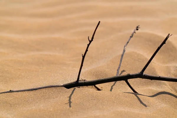 Větev Suchého Stromu Písku Poušti — Stock fotografie