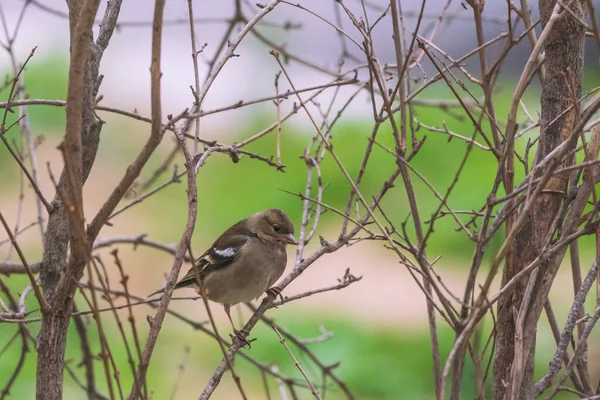 Sparrow Bird Așezat Ramura Copacului — Fotografie, imagine de stoc