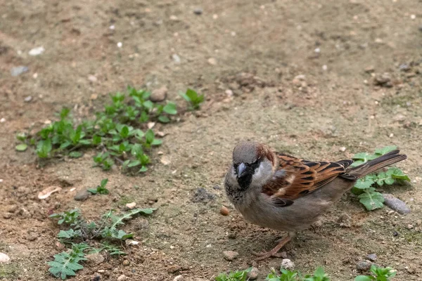 Sparrow Bird Ground — Stock Photo, Image