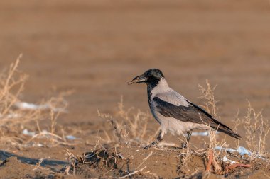 Kumsaldaki karga kuşu