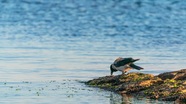 Krähenvogel Meer — Stockfoto