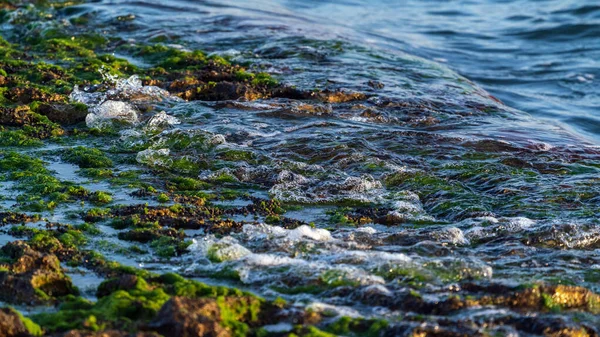 Orilla Del Mar Con Algas Verdes — Foto de Stock