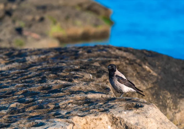 Oiseau Corbeau Près Mer — Photo