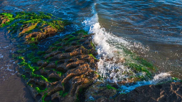 Морской Берег Зелеными Водорослями — стоковое фото