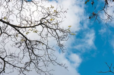 Gökyüzü arka planında ağaç dalları