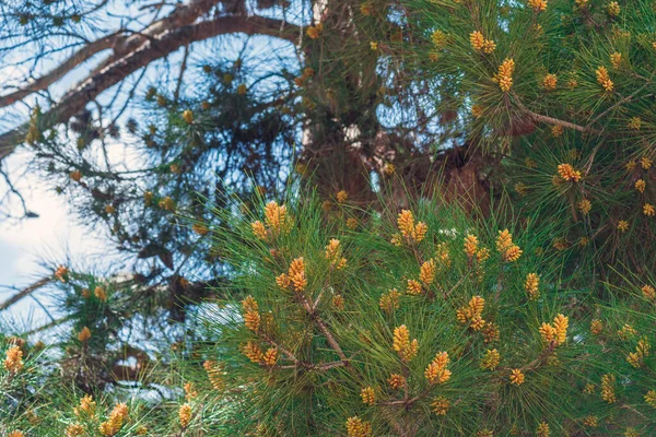 Blommande Tall Vårsäsongen — Stockfoto