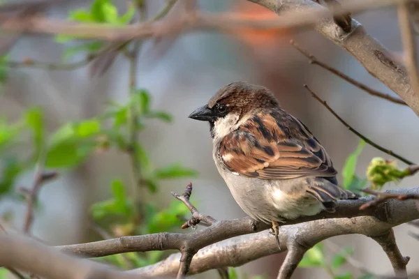 Sparrow Bird Sitting Tree Branch — Stock Photo, Image