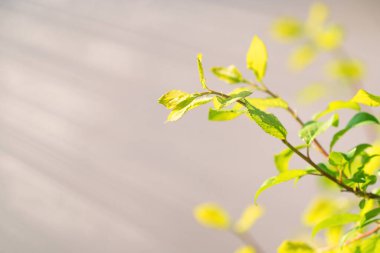 Taze bahar yeşil yaprakları, doğa arka planı