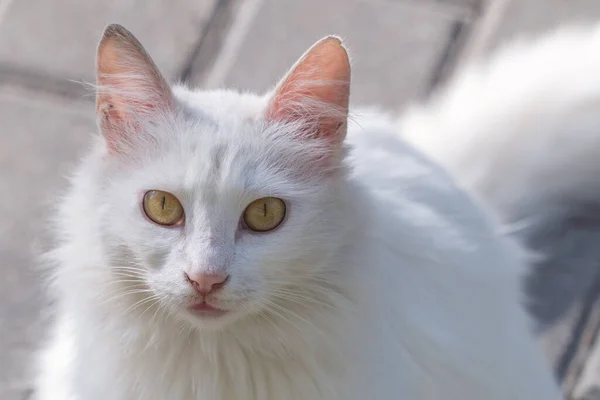 Roztomilý Bílý Kočičí Obličej Portrét — Stock fotografie