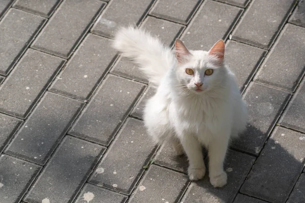 Cute White Cat Face Portrait — Stock Photo, Image