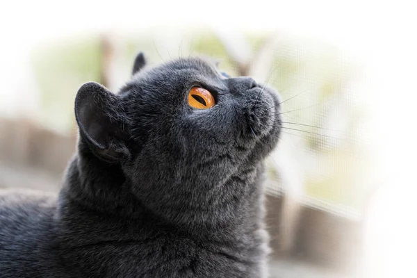 Портрет Чистокровного Британского Короткошерстного Кота — стоковое фото