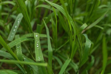 Çim yaprağının üzerindeki çiy damlaları