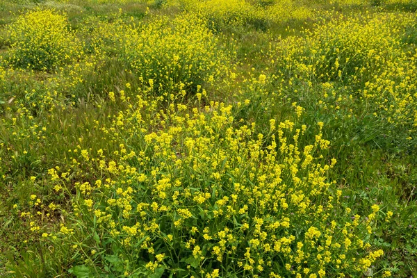 Весенний Цветущий Рапс Поле — стоковое фото