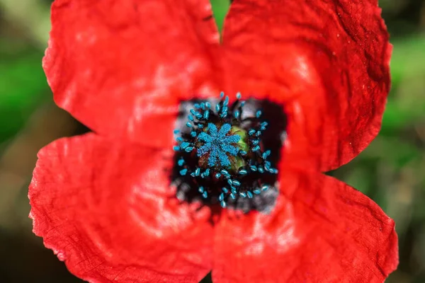 Fleur Pavot Rouge Sur Prairie — Photo