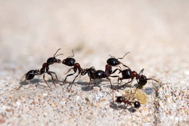 Siyah karıncalar savaşır. Hayatta kalmak için savaşçılar