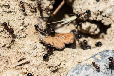 Karınca yuvasının yanındaki karıncalar