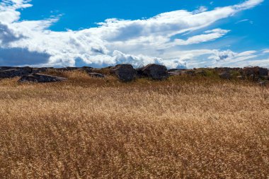 Sarı yulaf tarlası ve mavi gökyüzündeki bulutlar