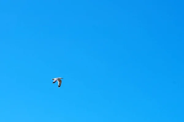 Gaivota Voando Céu Azul — Fotografia de Stock