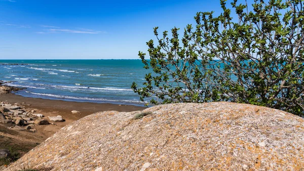 Fig Tree Cliff Side Sea — Stock Photo, Image