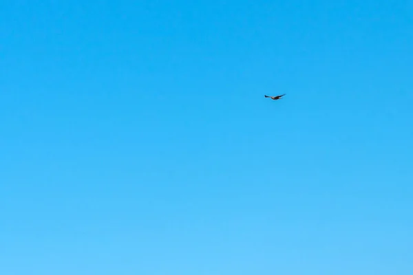 Γεράκι Που Πετάει Στον Γαλάζιο Ουρανό — Φωτογραφία Αρχείου