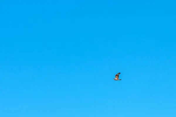 Falcão Voando Céu Azul — Fotografia de Stock