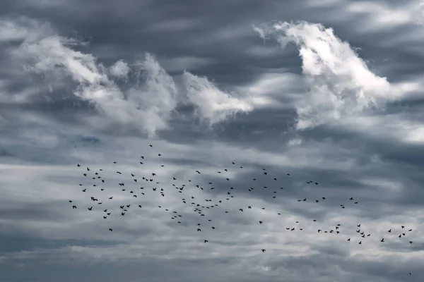 Flock of birds in flight — Stock Image Flock Birds Flight Stock Image