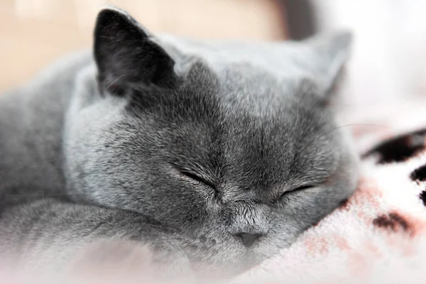 Purebred British Shorthair Cat Sleeping Bed — Stock Photo, Image