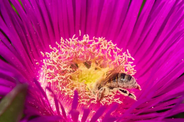 Včela Opyluje Květinu Sbírá Med — Stock fotografie