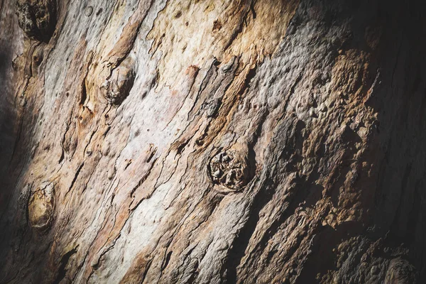 Corteza de un viejo eucalipto —  Fotos de Stock