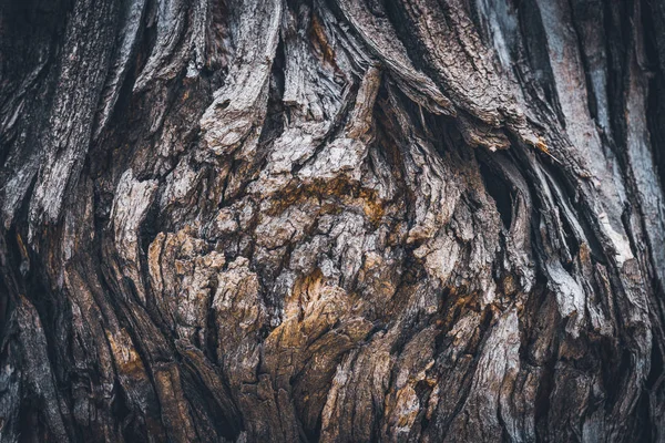 Bark texture of a Pagoda tree — 스톡 사진