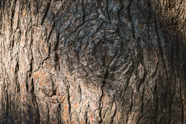 Çam ağacının kabuğunda büyük bir düğüm — Stok fotoğraf