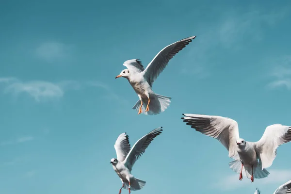 Black-headed gulls flying — Stock Photo, Image