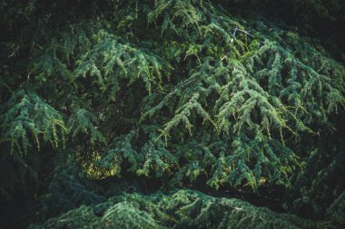 Cedrus Atlantica 'nın Dalları