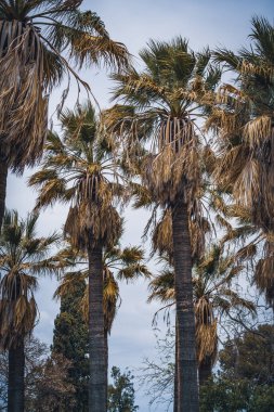 Öğleden sonra California taraftar avuçlarında