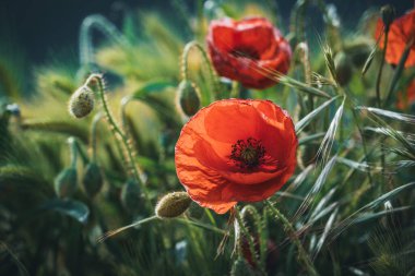 Buğday başaklarının arasında haşhaş çiçekleri