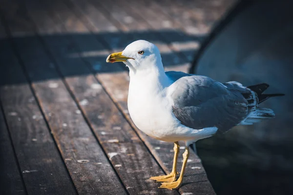 Yellow-legged gull on a harbor — Stock Photo, Image