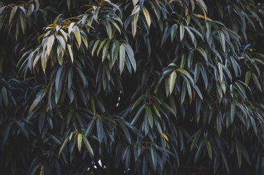 Ficus Maclellandii 'nin yeşil yaprakları genellikle Ficus Alii, Alii incir ya da muz yaprağı inciri olarak bilinir.